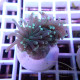 Euphyllia glabrescens mariculture euphy3716