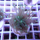 Euphyllia glabrescens mariculture euphy3717