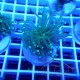 Euphyllia glabrescens mariculture euphy3717