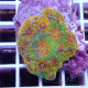 Acanthastrea echinata echinata104