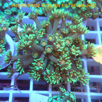 Goniopora mariculture gonio635