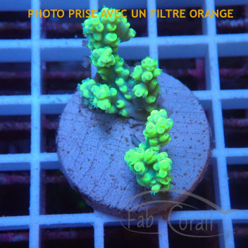 Acropora aculeus australie acro7946