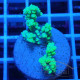 Acropora aculeus australie acro7946