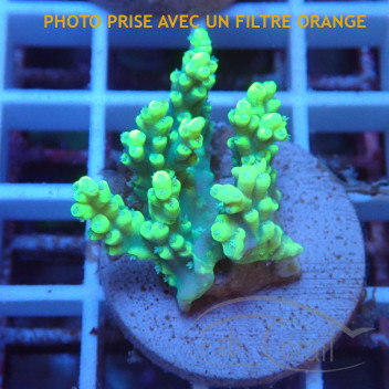 Acropora aculeus australie acro8043