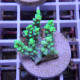 Acropora aculeus australie acro8043