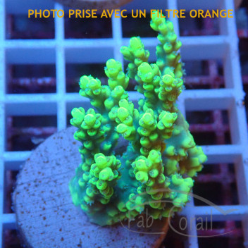 Acropora aculeus australie acro8044