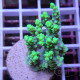 Acropora aculeus australie acro8044