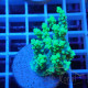 Acropora aculeus australie acro8044