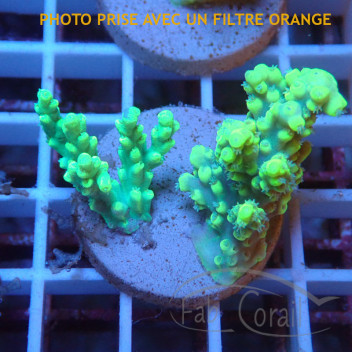 Acropora aculeus australie acro8045