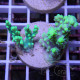 Acropora aculeus australie acro8045