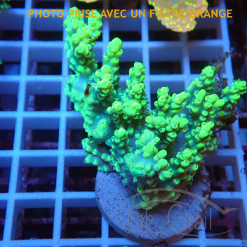 Acropora aculeus australie acro8047