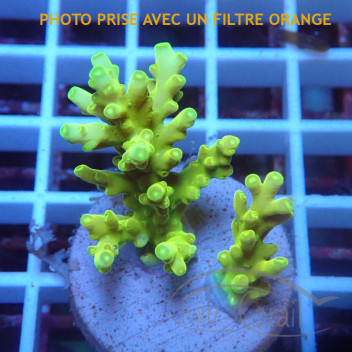 Acropora aculeus australie acro8048