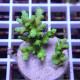 Acropora aculeus australie acro8048