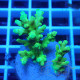 Acropora aculeus australie acro8048