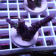 Acropora tortuosa elevage local acro8035