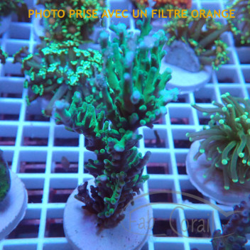 Acropora tortuosa elevage local acro8052