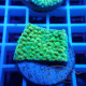 Montipora beach bum elevage local monti1359