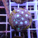 Goniopora sp Elevage local gonio642