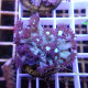 Goniopora sp Elevage local gonio643