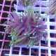 Euphyllia Glabrescens dragonsoul top qualité élevage local euphy3734