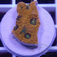 Acanthastrea echinata echinata104