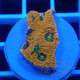 Acanthastrea echinata echinata104