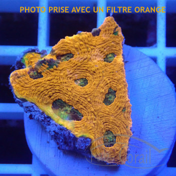 Acanthastrea echinata echinata107