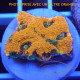 Acanthastrea echinata echinata108