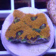 Acanthastrea echinata echinata108