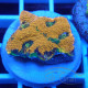 Acanthastrea echinata echinata108