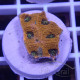 Acanthastrea echinata echinata107