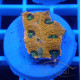 Acanthastrea echinata echinata107