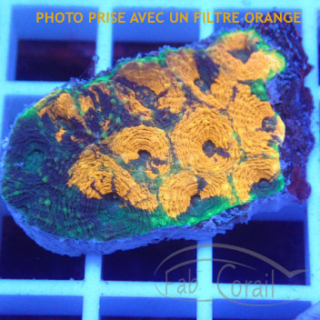 Acanthastrea echinata echinata111