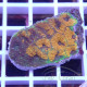 Acanthastrea echinata echinata111