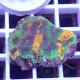 Acanthastrea echinata echinata112