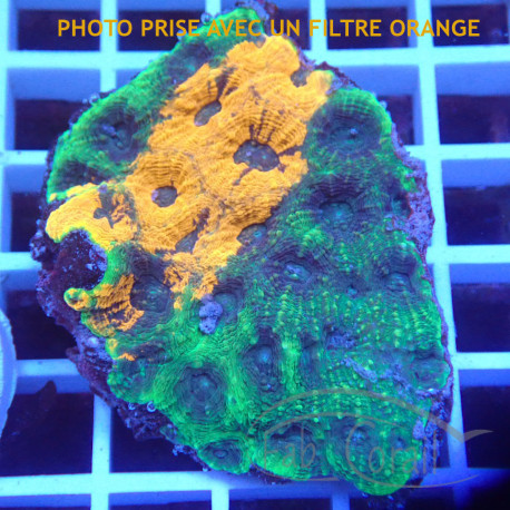 Acanthastrea echinata echinata113