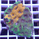 Acanthastrea echinata echinata113