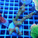 Montipora saramensis forest fire elevage local monti1472