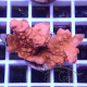 Montipora setosa monti1452