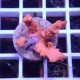 Montipora setosa monti1476