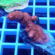 Montipora setosa monti1477