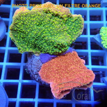 Montipora grafted sunfire elevage local monti1368