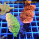 Montipora combo elevage local monti1479