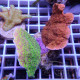 Montipora combo elevage local monti1479