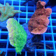 Montipora combo elevage local monti1479