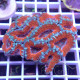 Acanthastrea lordhwensis AL2346