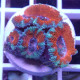 Acanthastrea lordhwensis AL2347