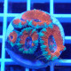 Acanthastrea lordhwensis AL2347