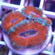 Acanthastrea lordhwensis AL2349