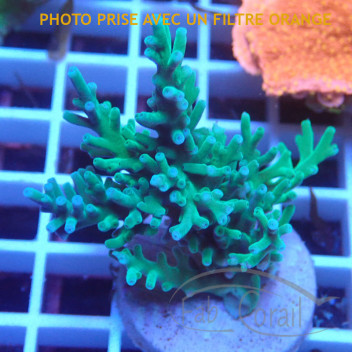 Acropora echinata elevage local acro8053